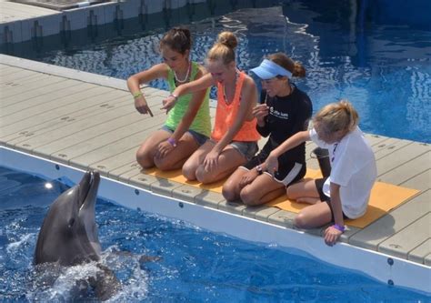 Rays of Hope: Sunrise Dolphins Encounter in the Magic Tree House